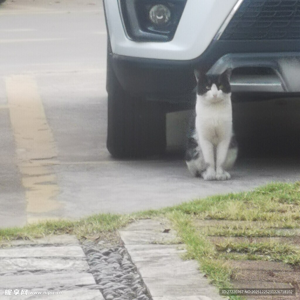 车底的猫咪 奶牛猫