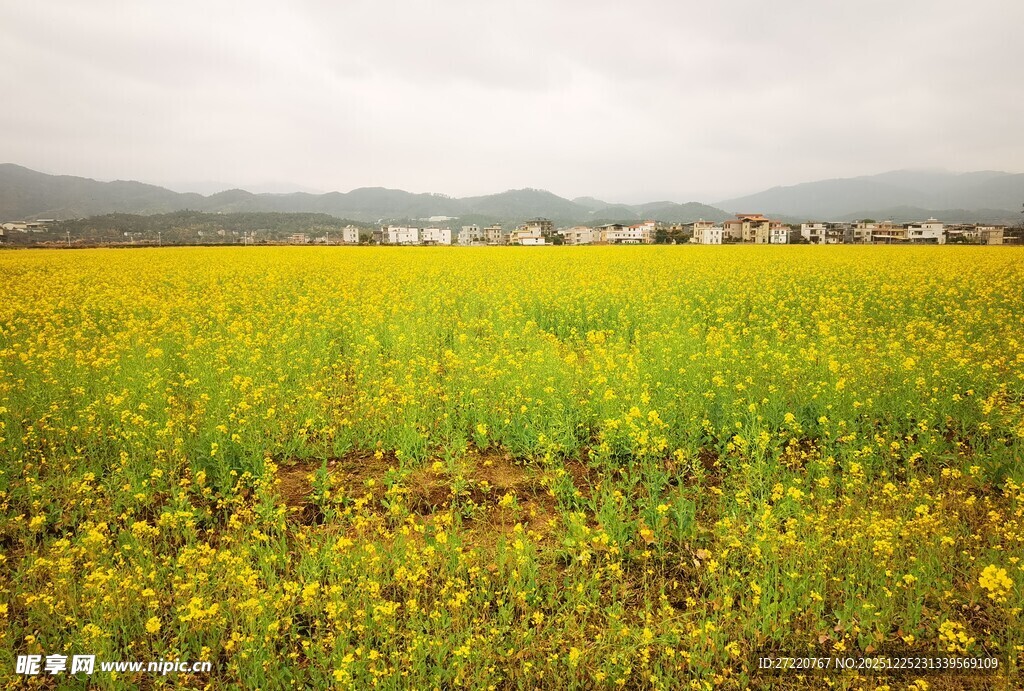金黄油菜花田的田园风光