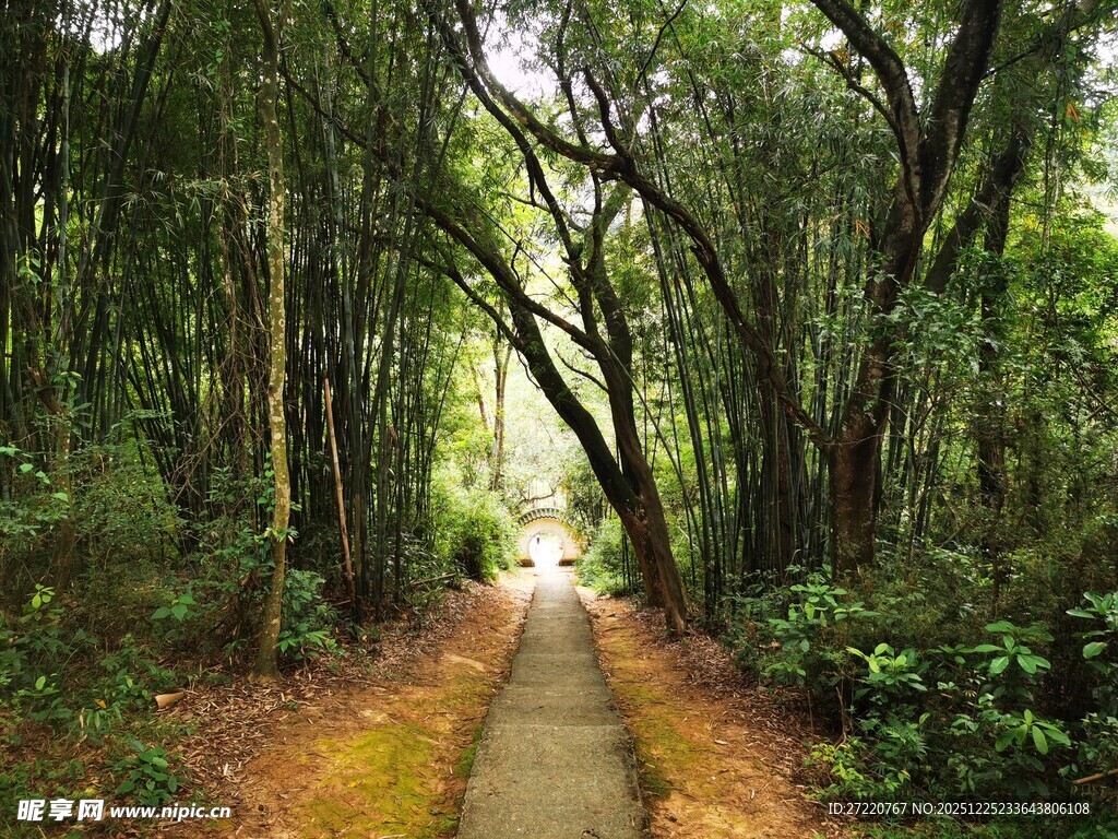 林间幽径 漫步自然之境