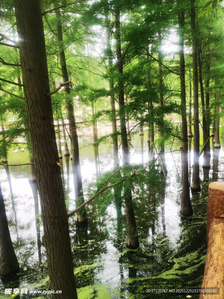 林间湖畔的静谧自然景致  水杉