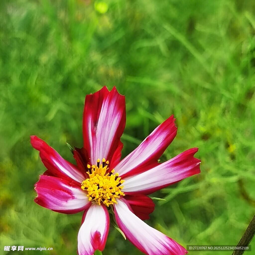 娇艳多彩波斯菊特写