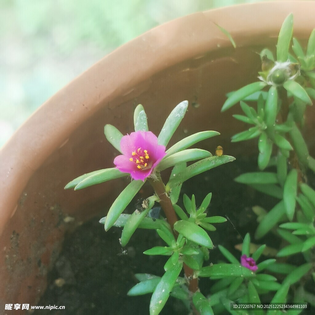陶盆中的娇艳粉色太阳花