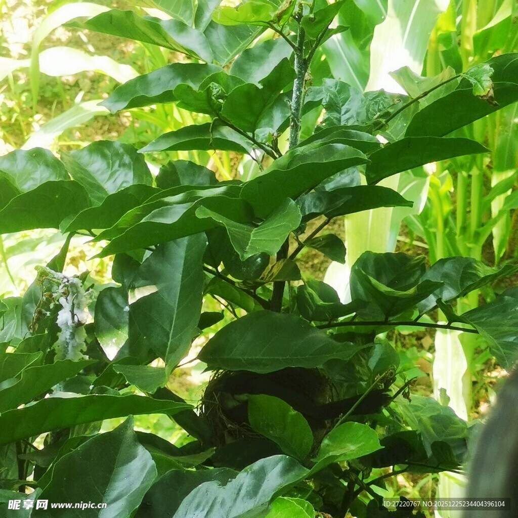 繁茂绿植 展现自然生机