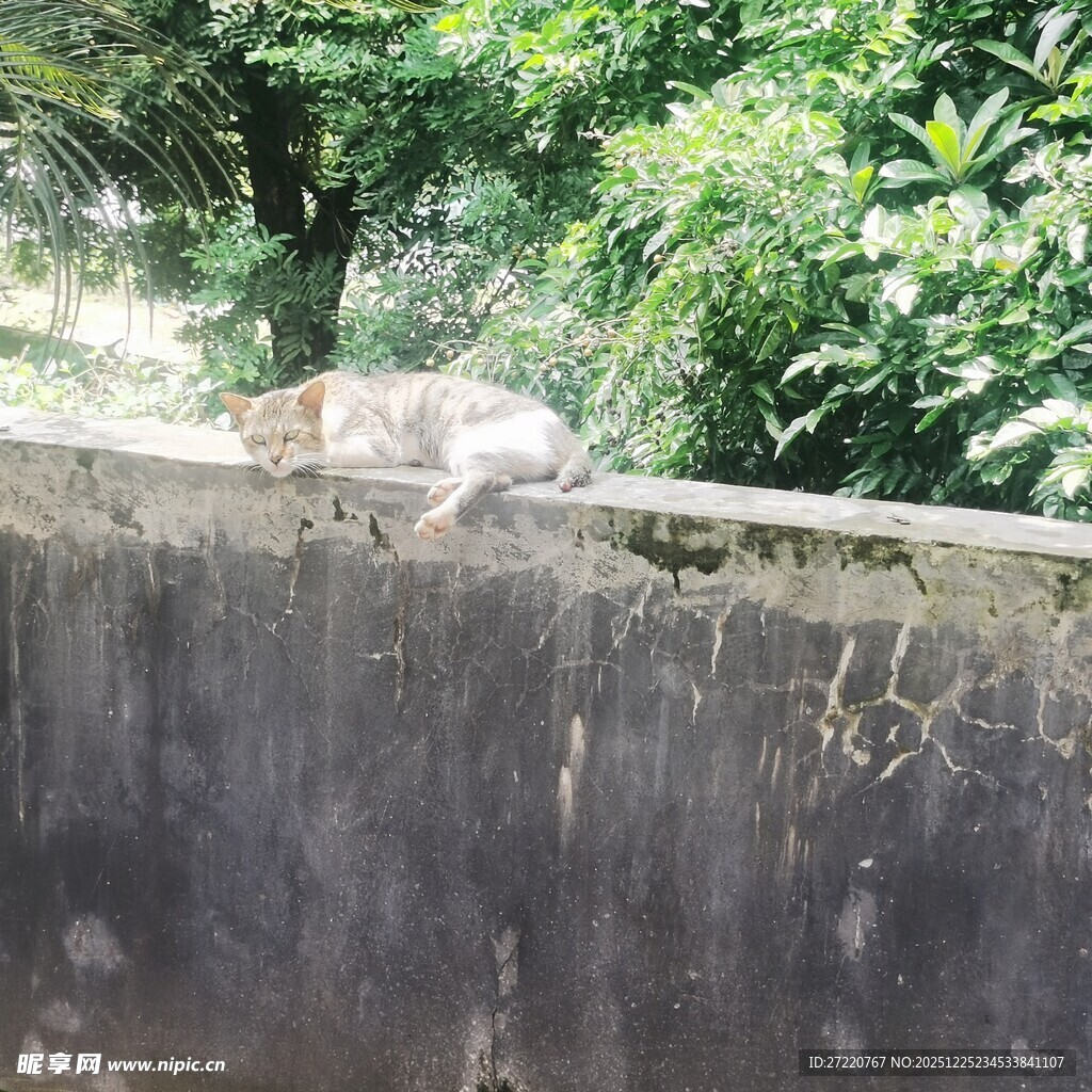 墙头休憩的猫咪