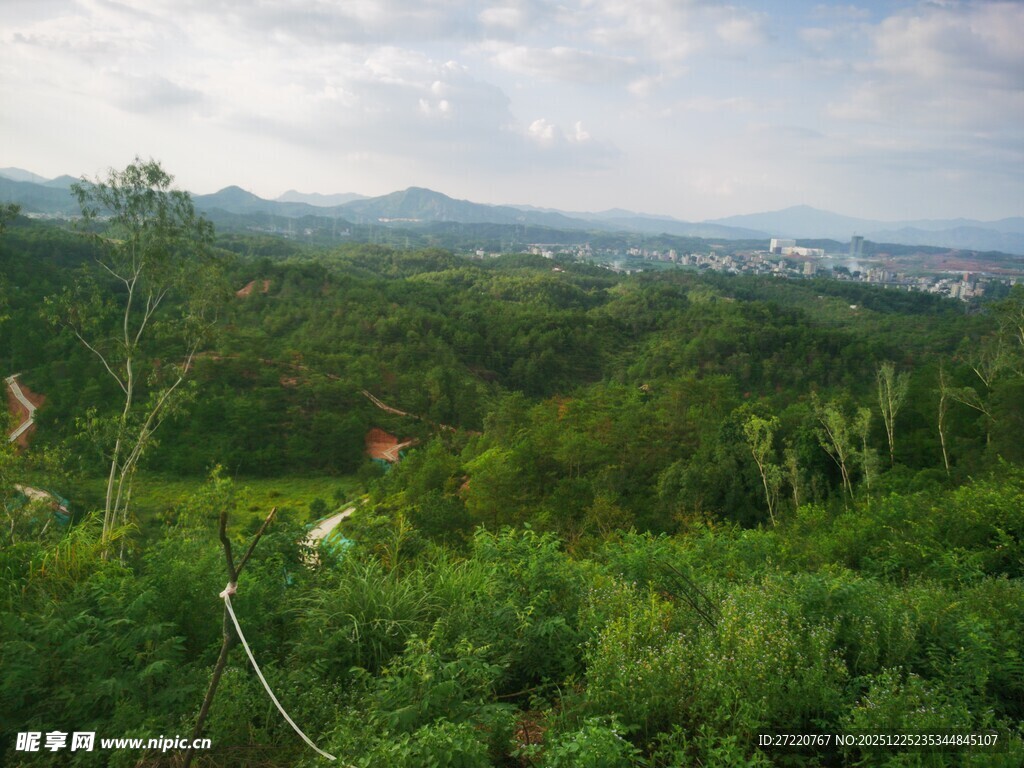 绿意盎然的山林景观