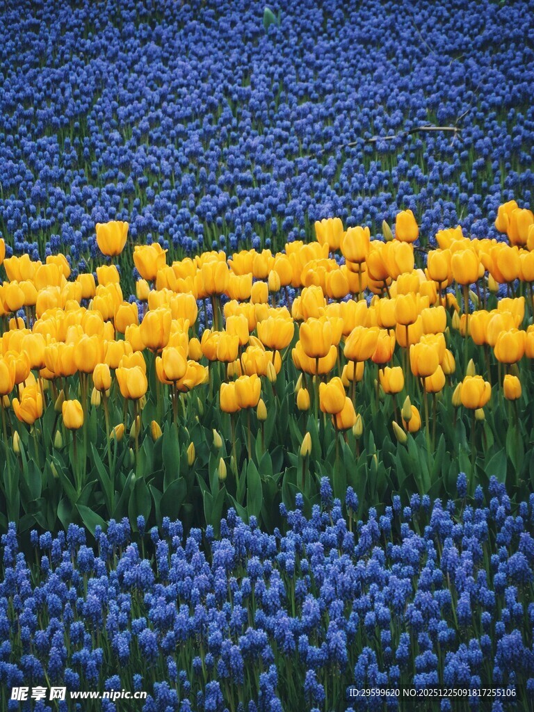 蓝紫花海中的黄色郁金香