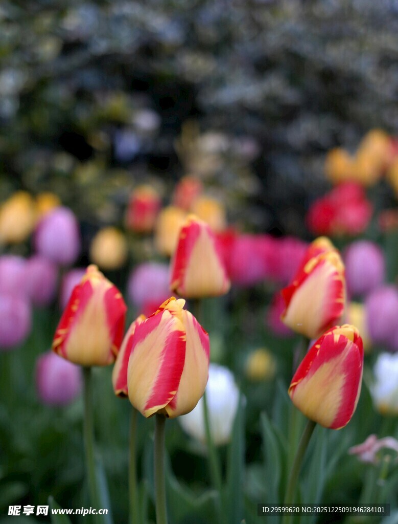 多彩郁金香绽放花园