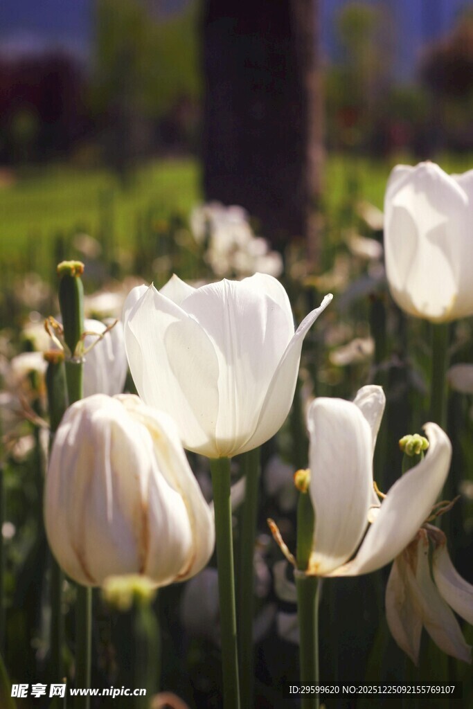 春日绽放的白色郁金香