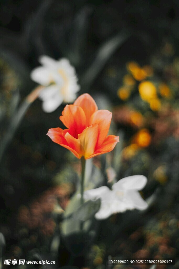 娇艳橙花绽放于花丛间