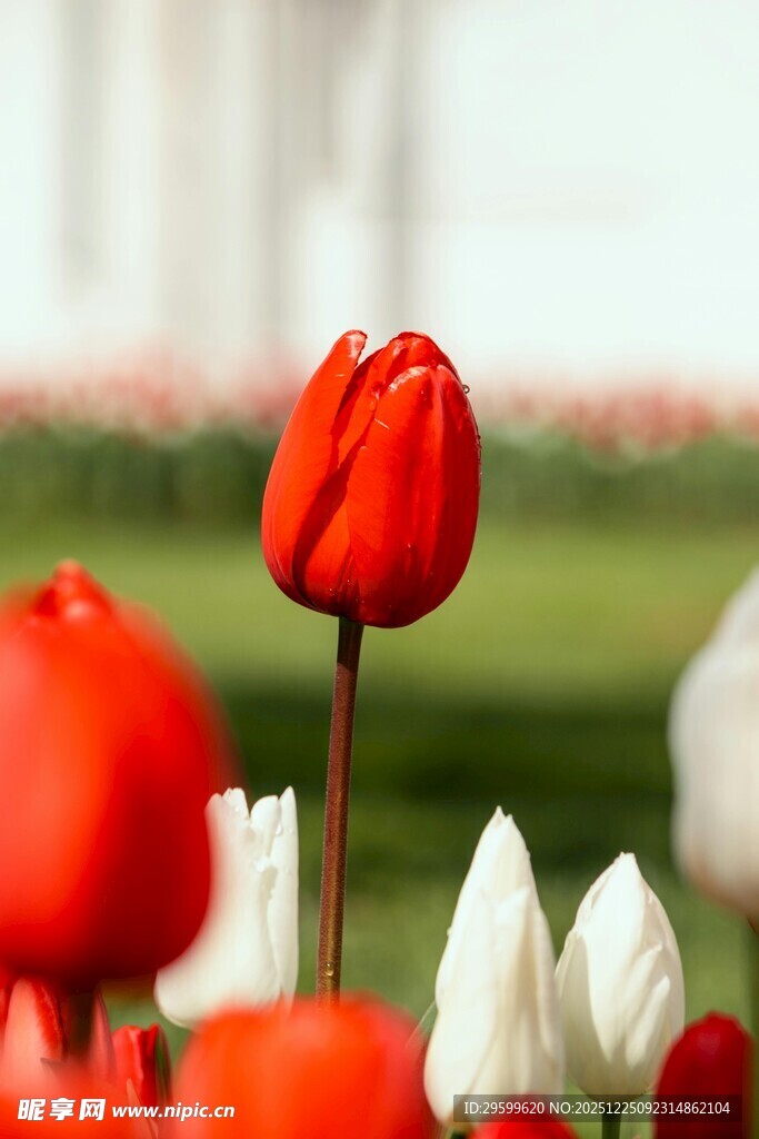 鲜艳郁金香绽放于花丛中