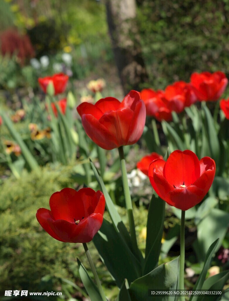 鲜艳红郁金香绽放花园