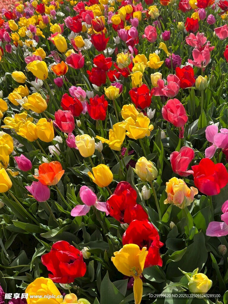 五彩斑斓郁金香花海