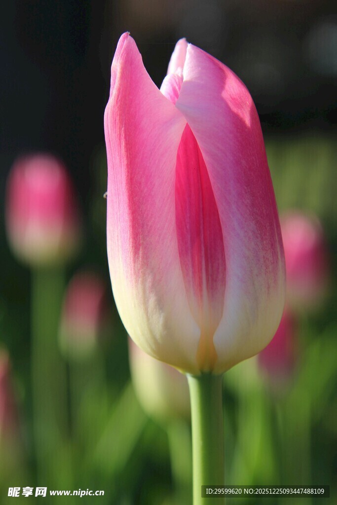 粉色郁金香特写