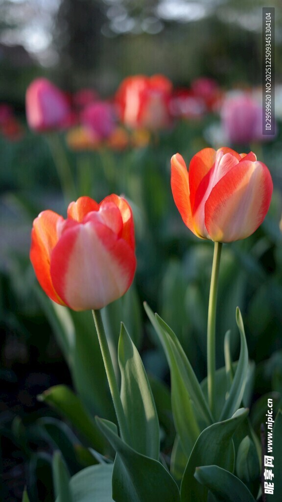 鲜艳双色郁金香绽放