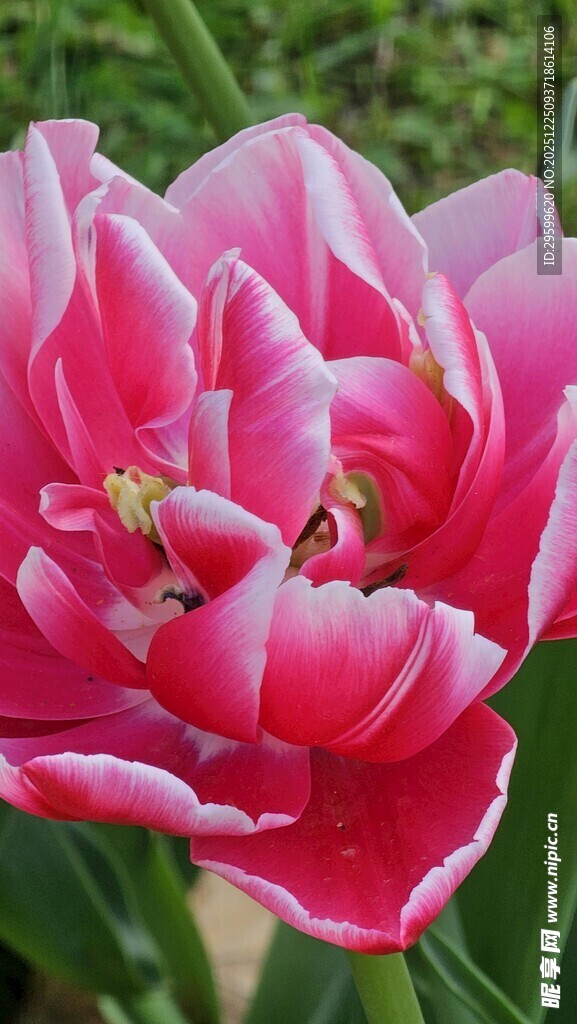 娇艳粉色郁金香绽放