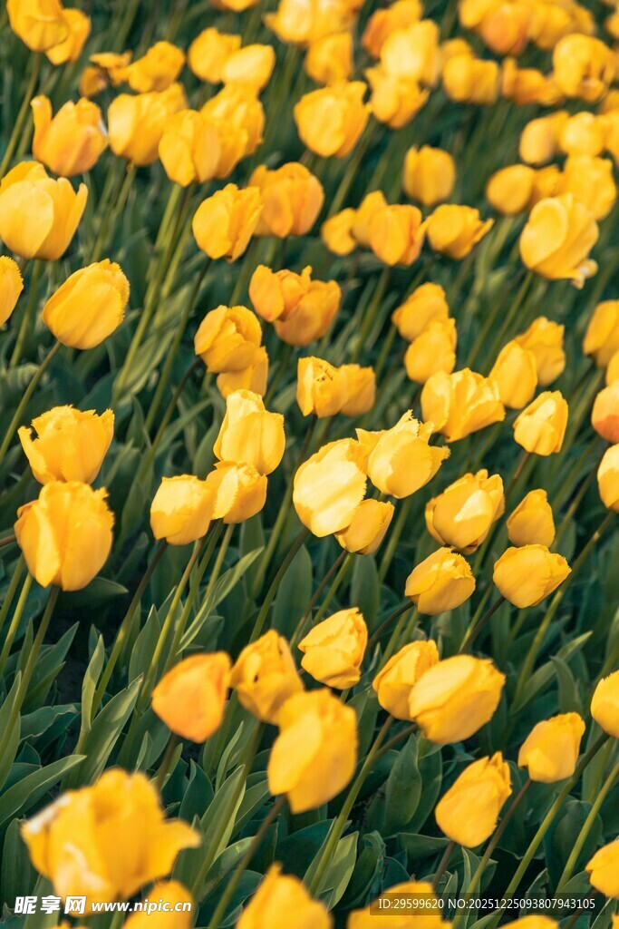 金黄郁金香花海