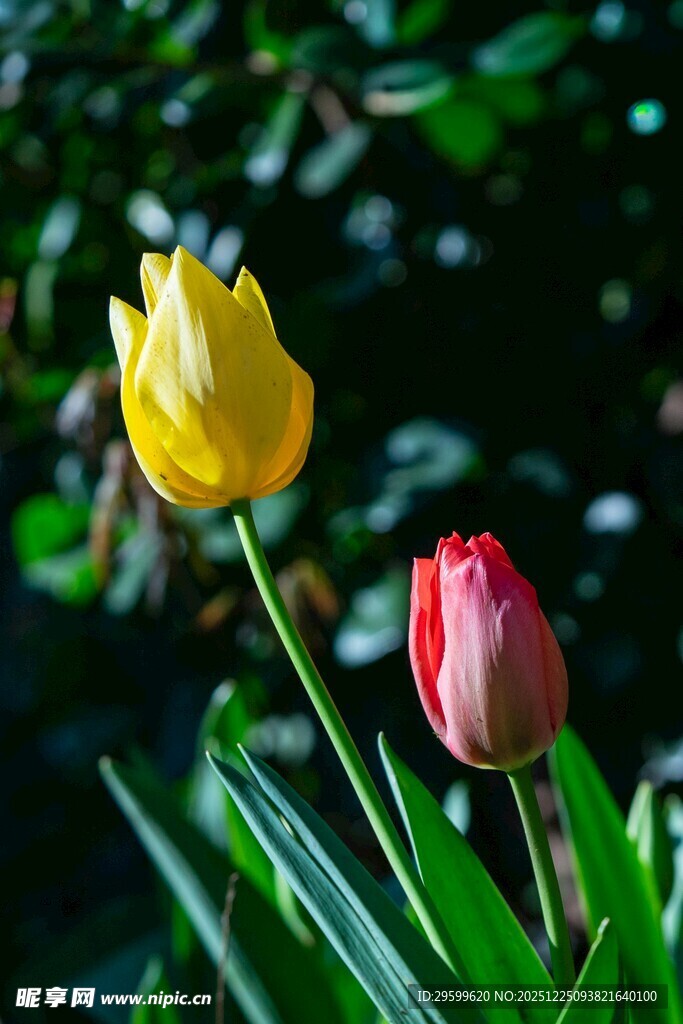 双色郁金香绽放