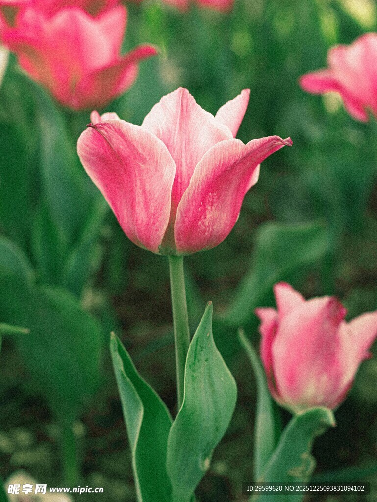 粉色郁金香绽放于绿野