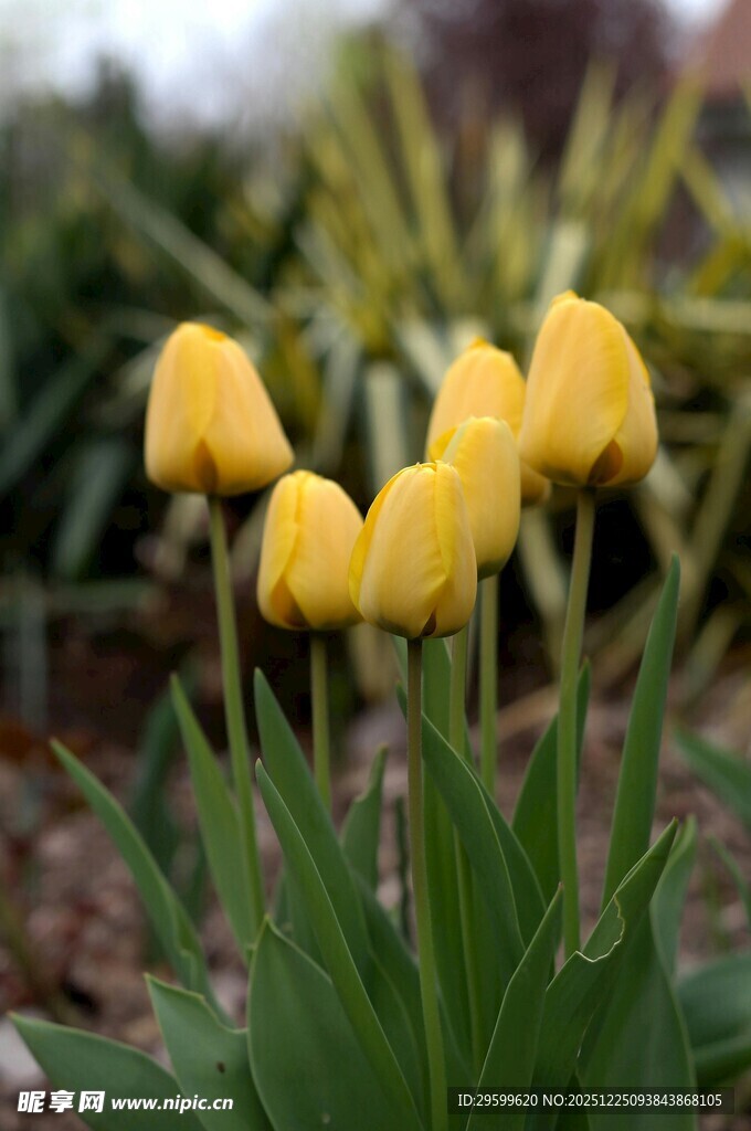 黄色郁金香绽放