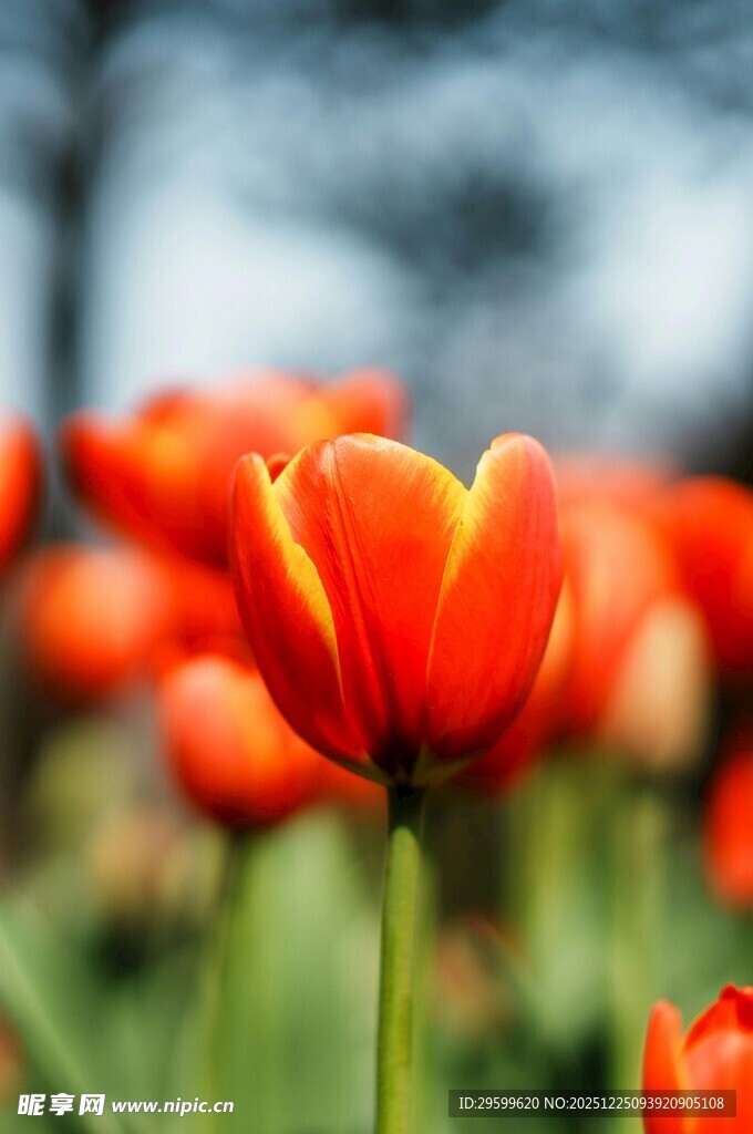 鲜艳绽放的橙色郁金香