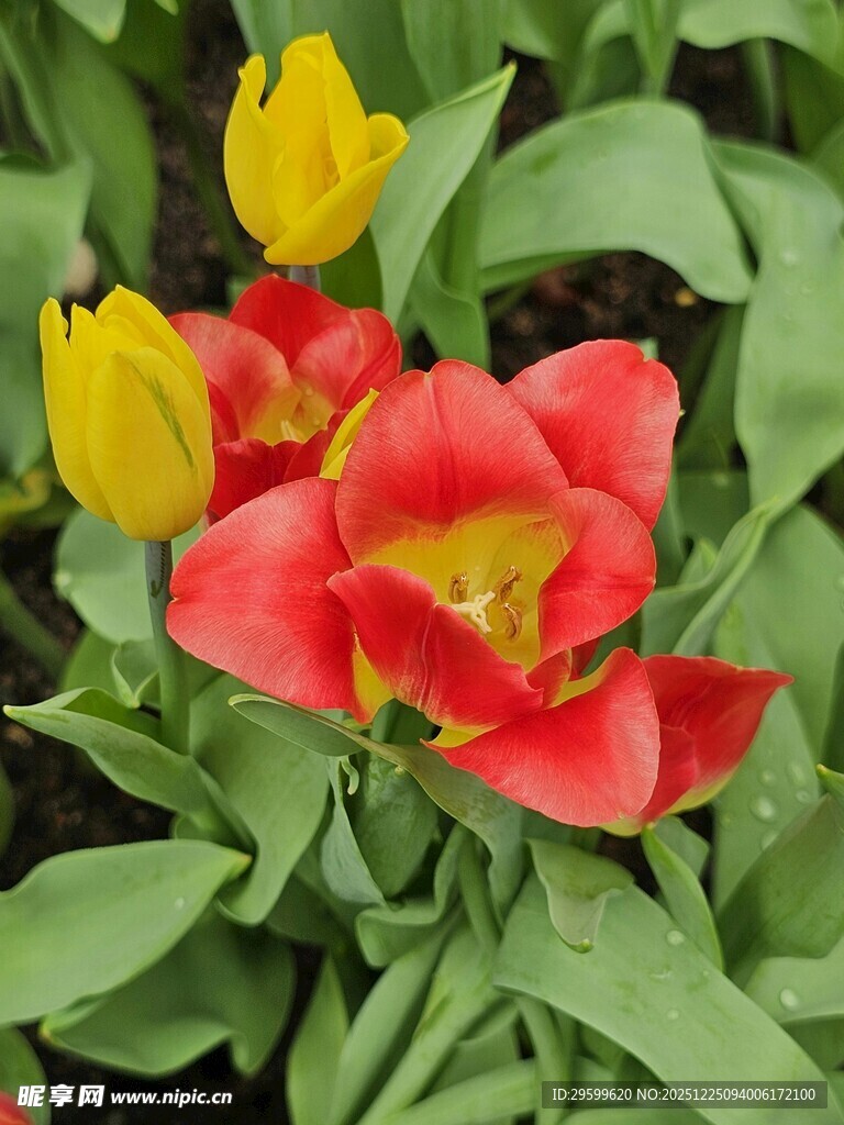 鲜艳多彩郁金香绽放