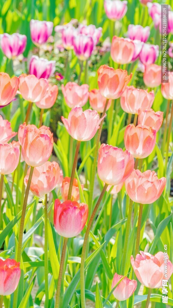 缤纷郁金香花海