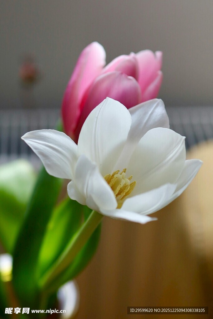 娇艳双色郁金香绽放