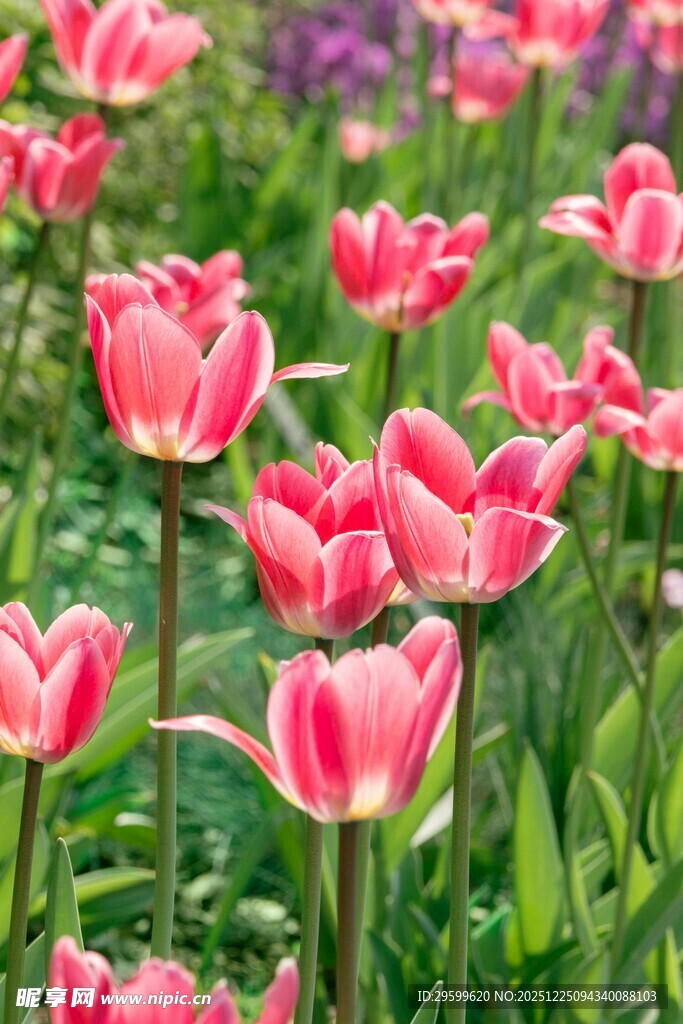 粉色郁金香绽放的美丽