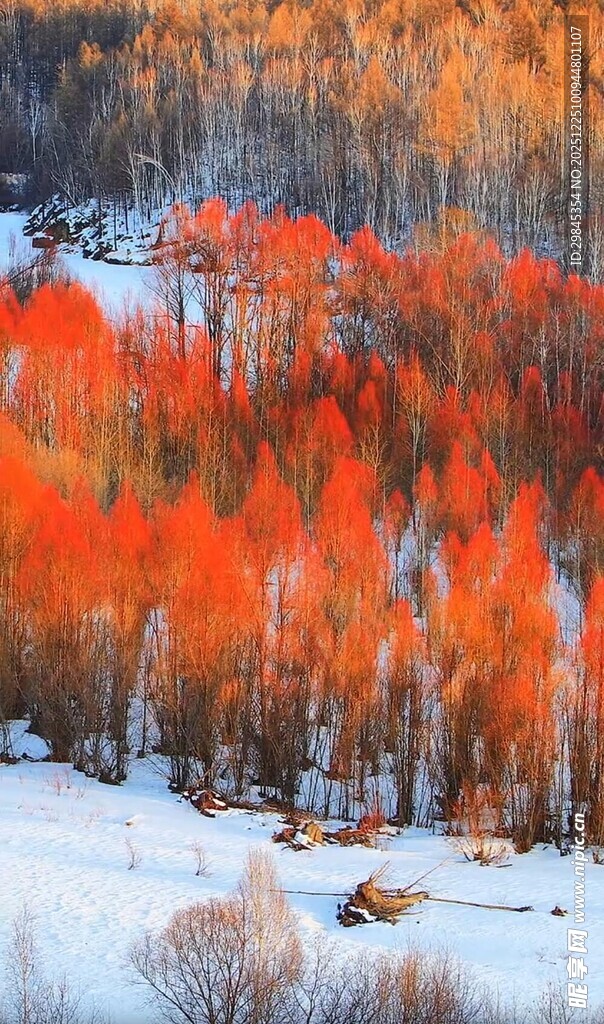 雪野中的绚烂红林