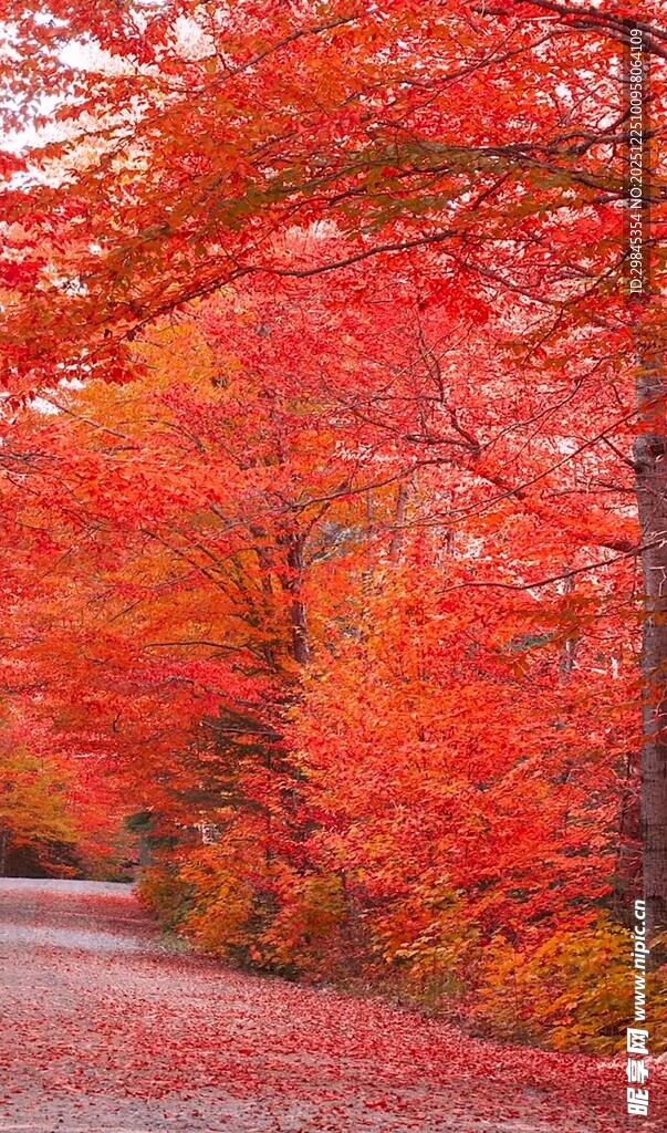 秋日红叶铺就的美丽小路