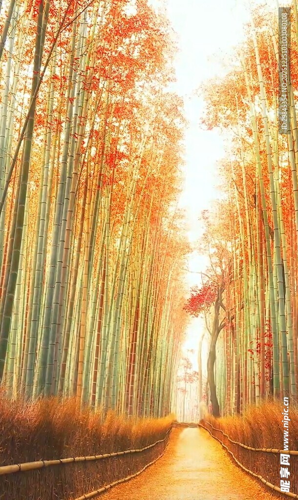 秋日林间光影斑斓小道