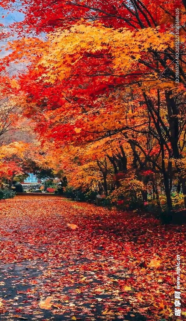 秋日枫叶铺就的斑斓小路