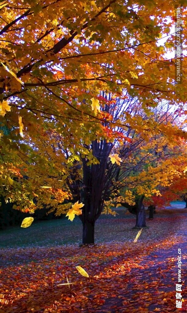 秋日林间落叶美景