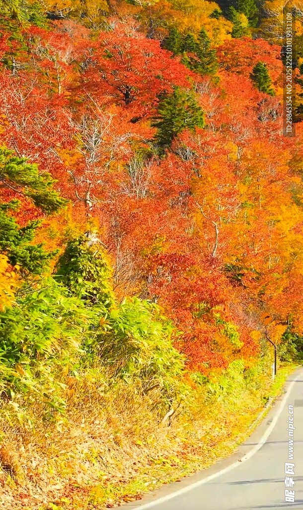 秋日蜿蜒彩叶公路美景