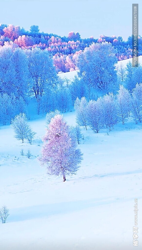 冬日梦幻雪景中的多彩树木