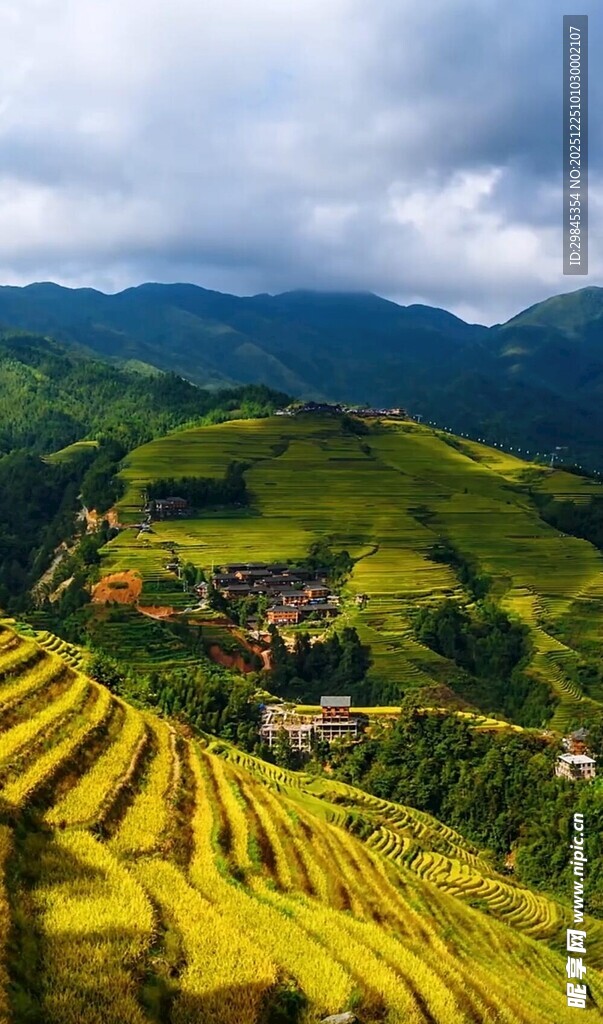 金黄梯田与远山云雾美景