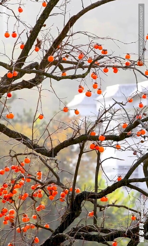 枝头红柿映灰白天空