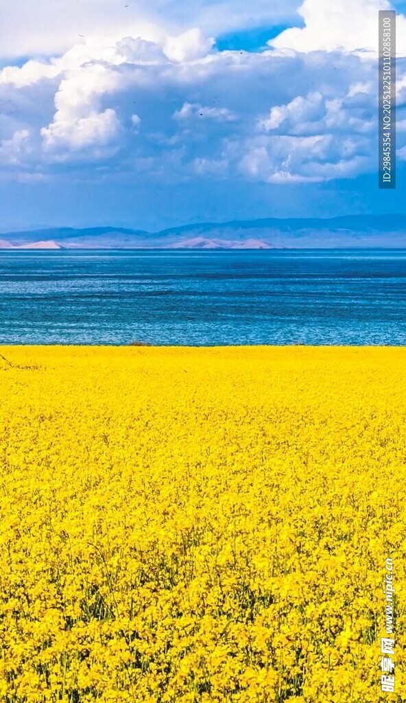 金黄花海与辽阔碧海蓝天