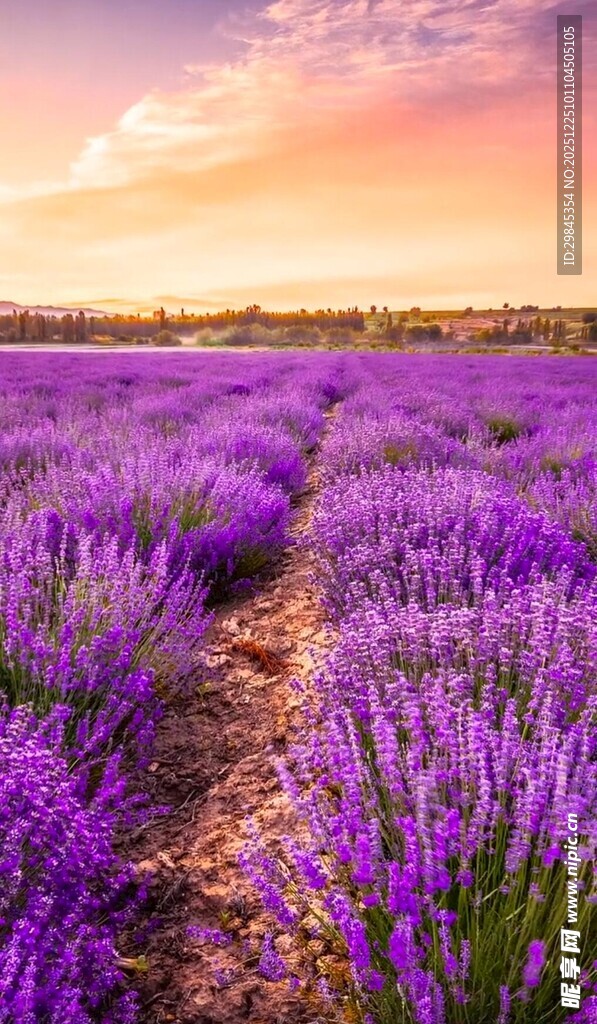 浪漫紫色薰衣草花田
