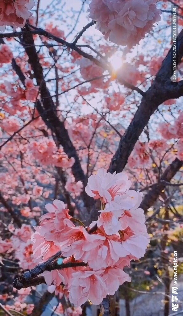 春日烂漫樱花绽放