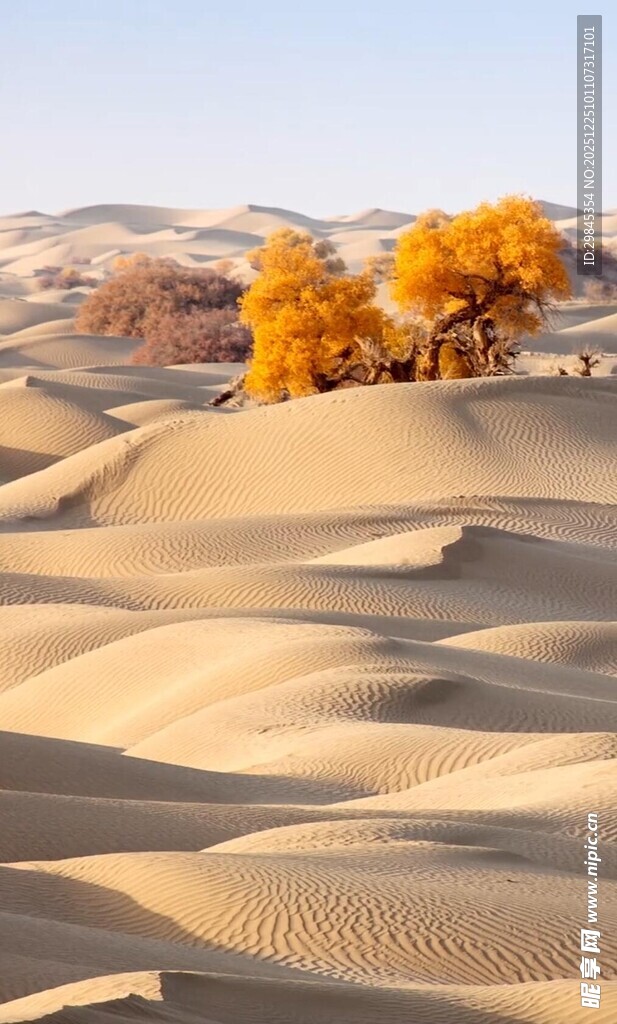 沙漠中的金黄树木景观