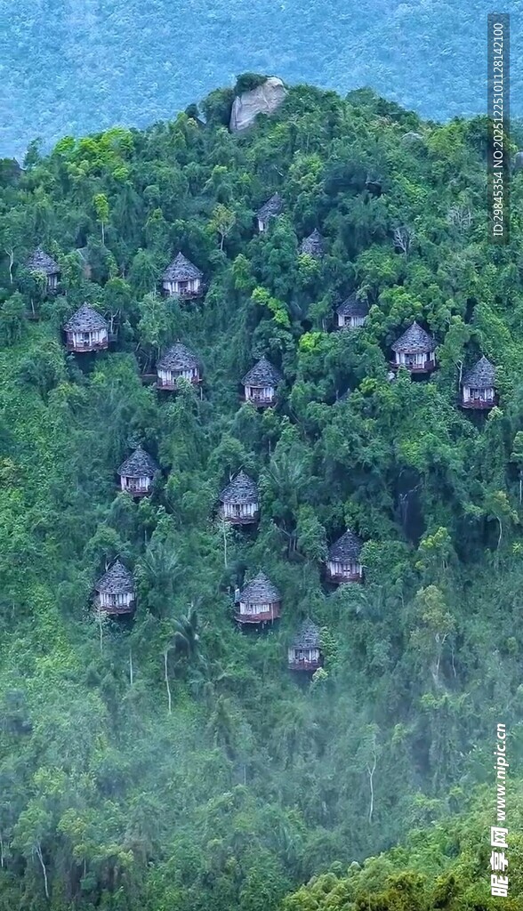 山坡上的紫色花朵景观