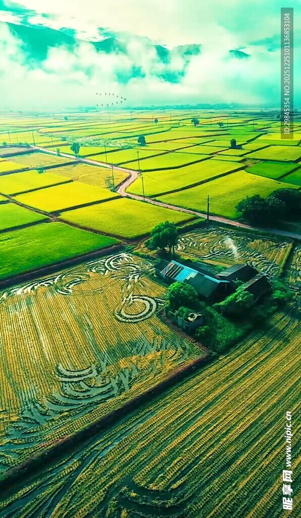 俯瞰金黄稻田田园美景