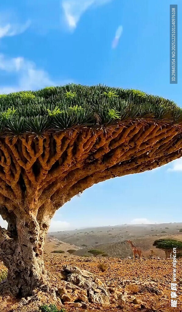 龙血树独特造型景观