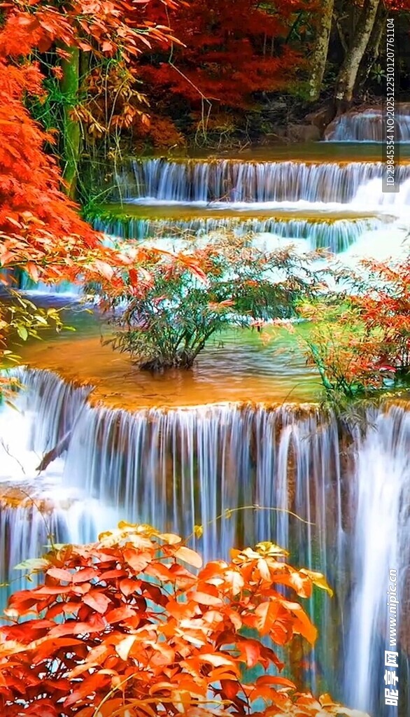 秋日枫林间的潺潺溪流