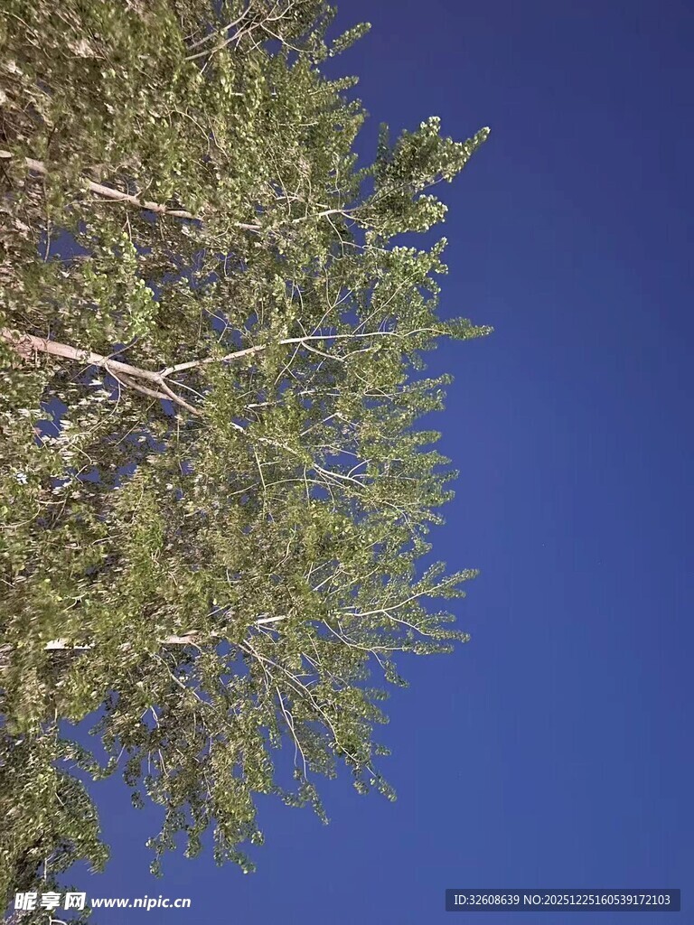 仰视蓝天中的葱郁树木