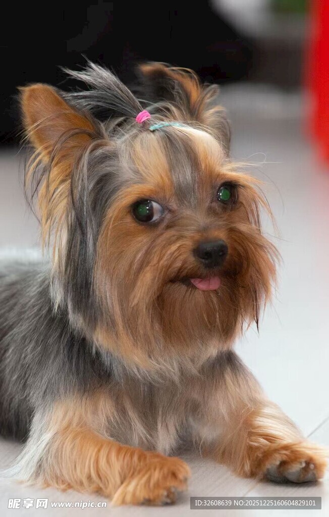 可爱约克夏犬趴着卖萌