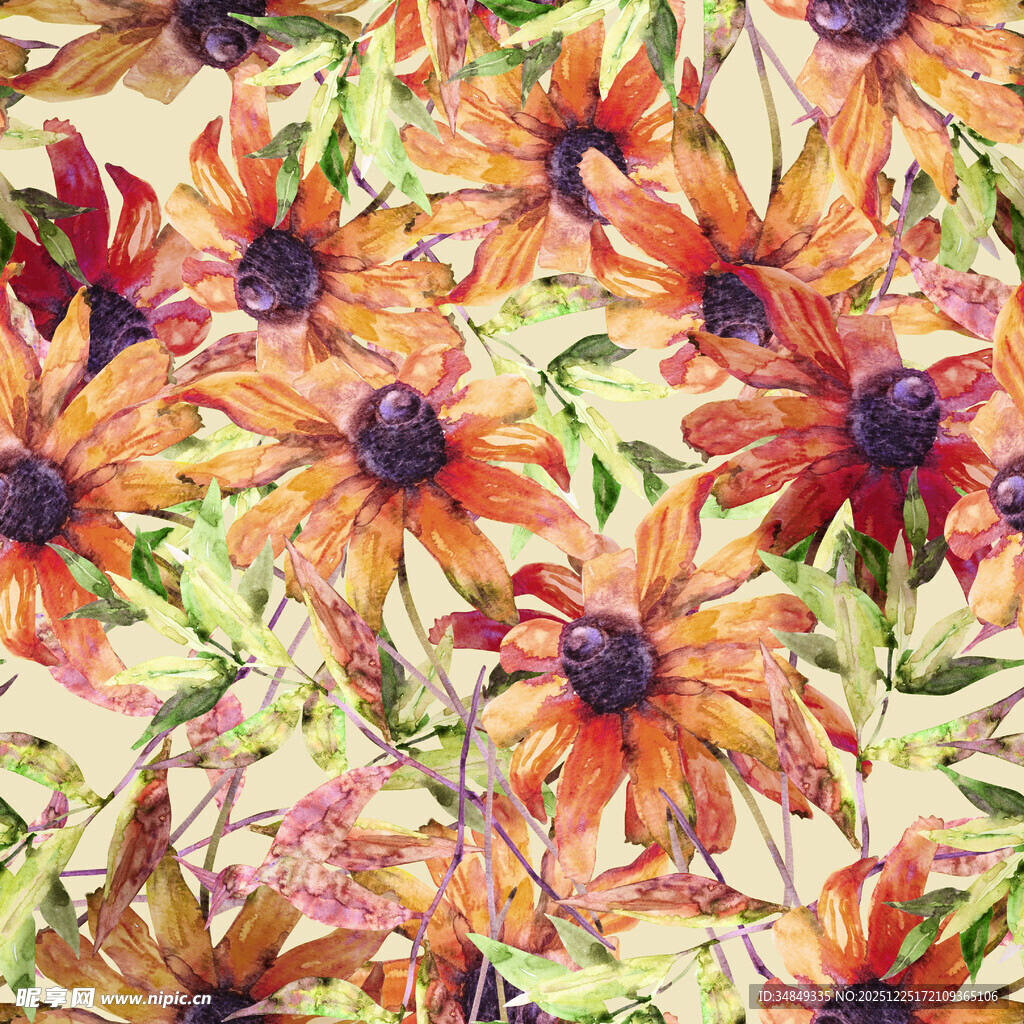 多彩勋章菊绽放旺盛生机