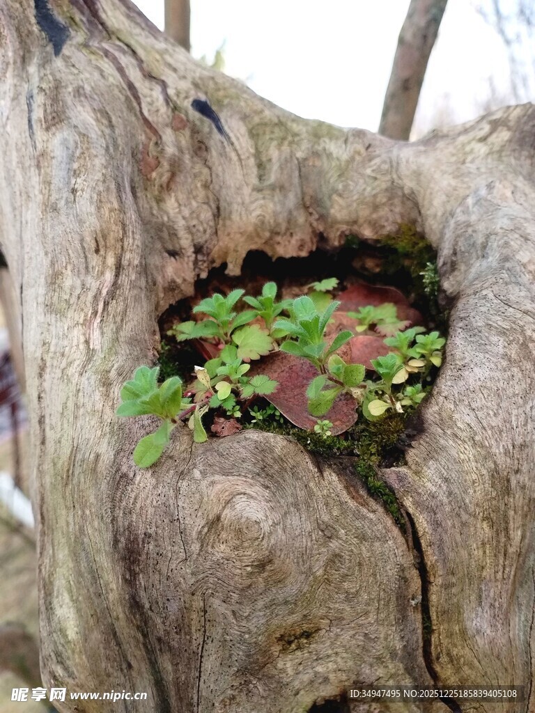 树洞中生长的生机绿植