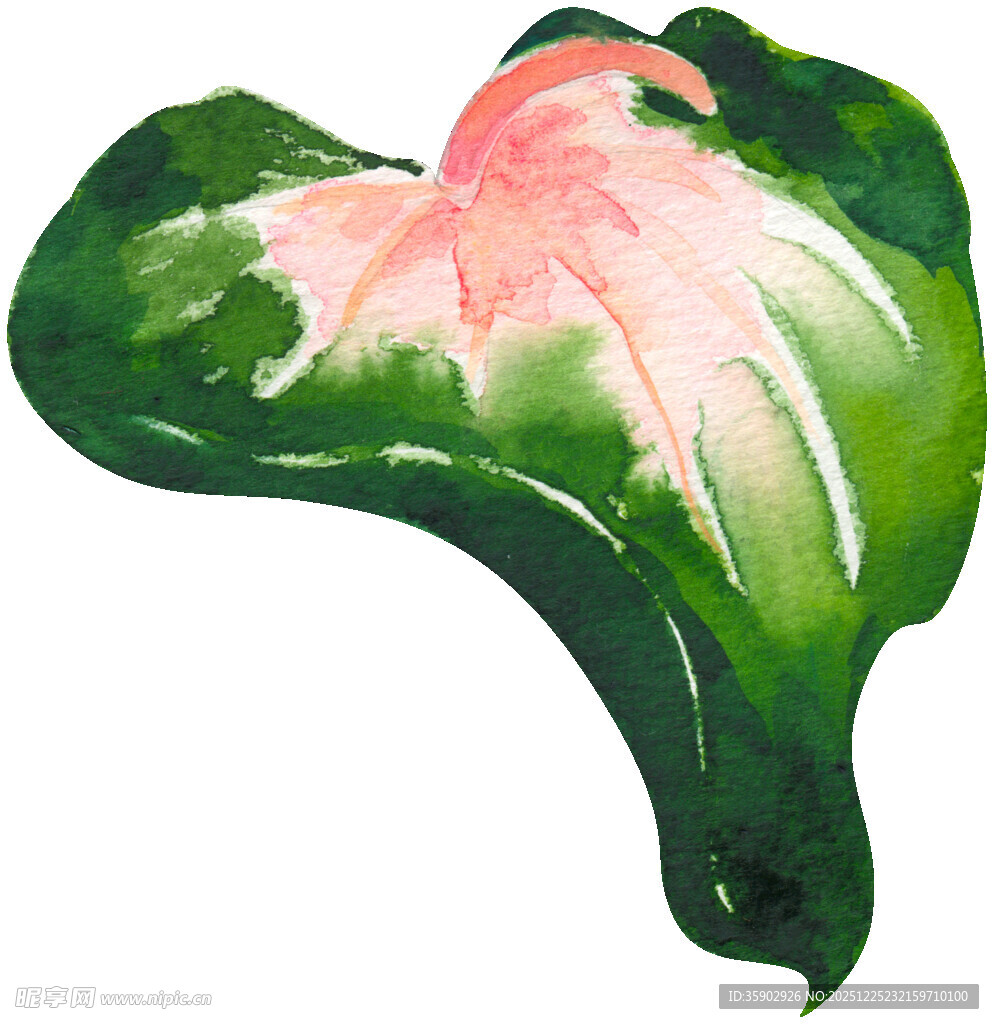 彩色花叶植物特写